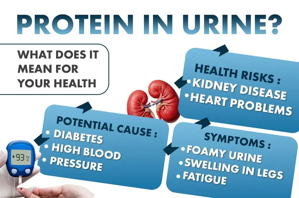 Protein in Urine
